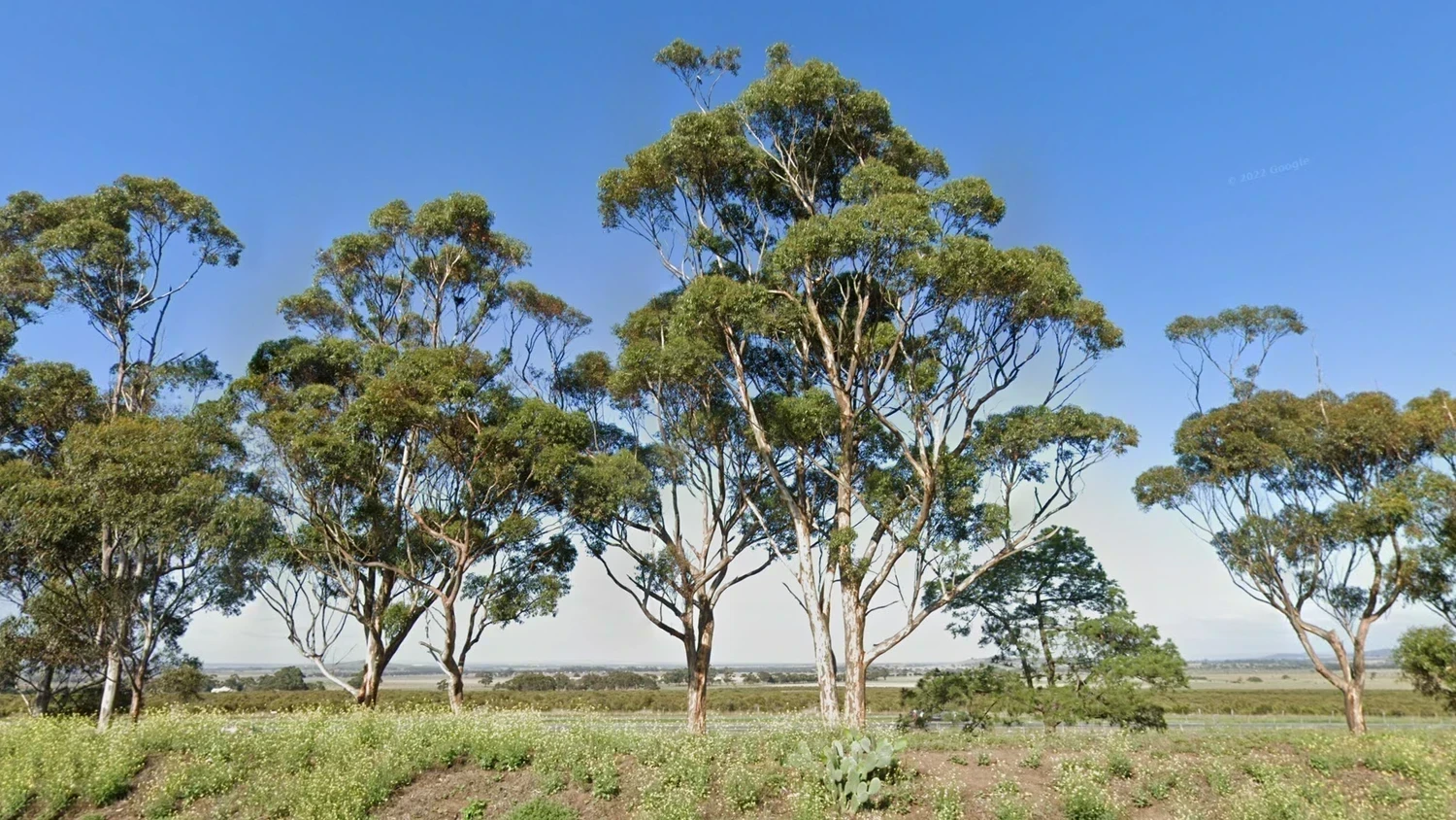 australia-common-plant-1-placeholder
