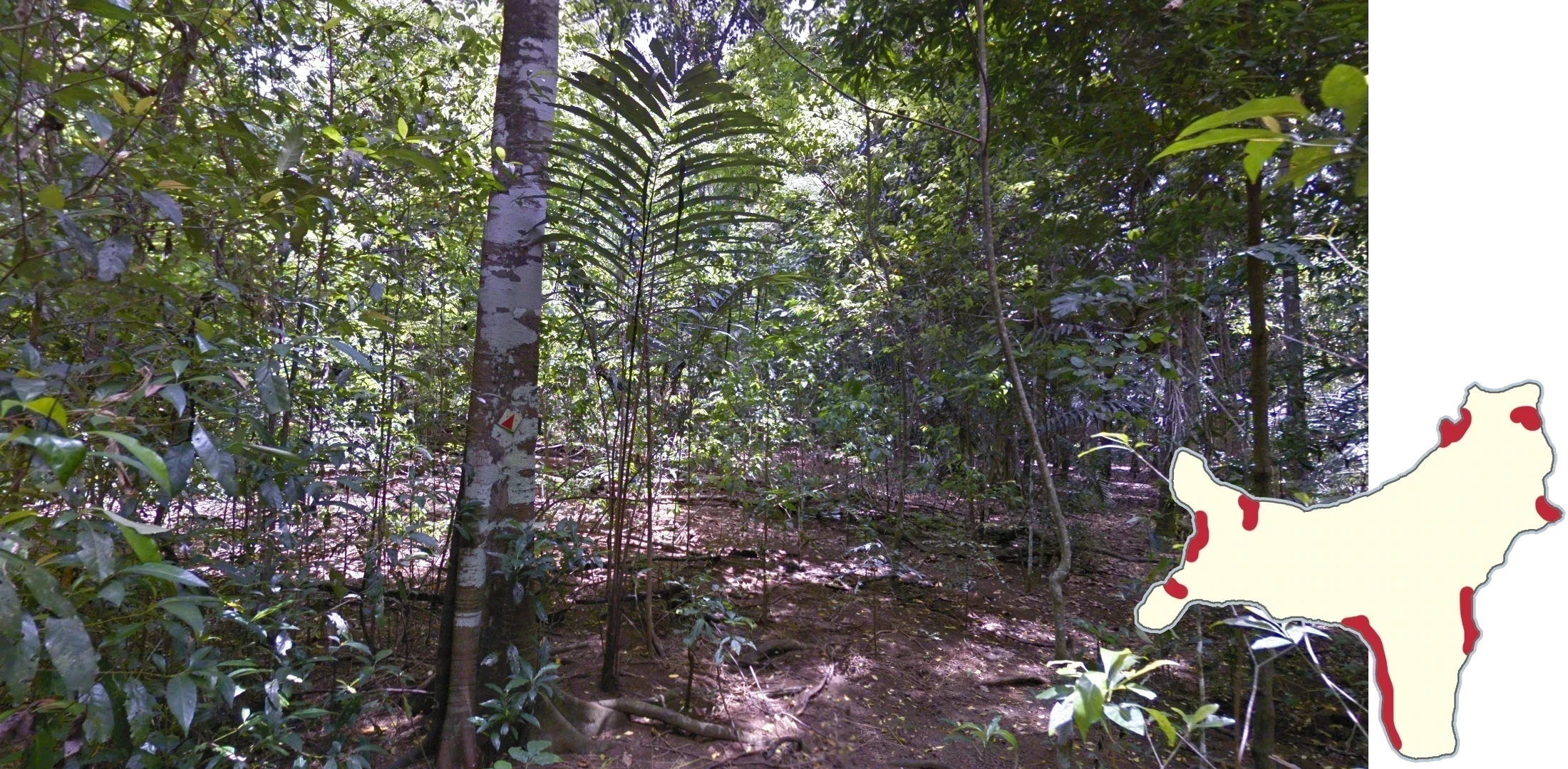 christmas-island-common-plant-1-placeholder
