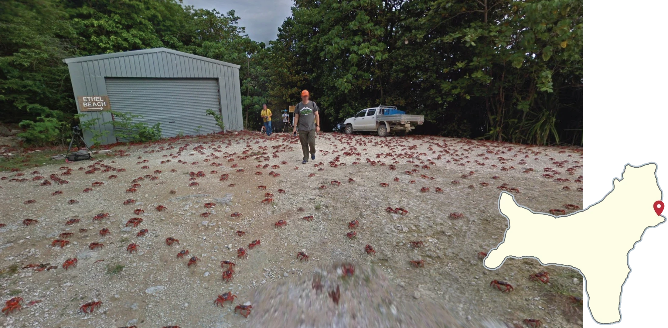 christmas-island-common-1-placeholder