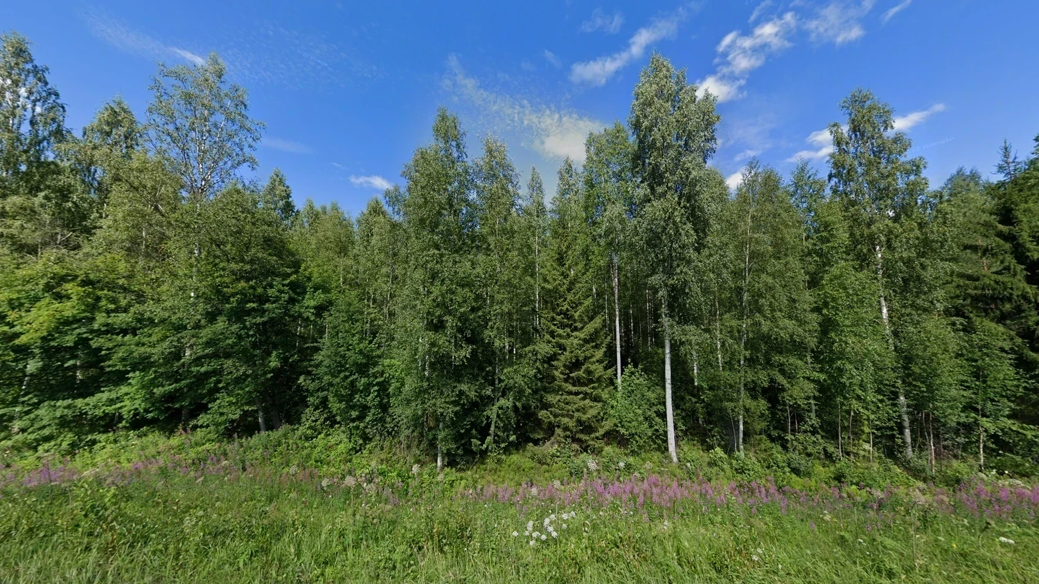 finland-common-plant-1-placeholder