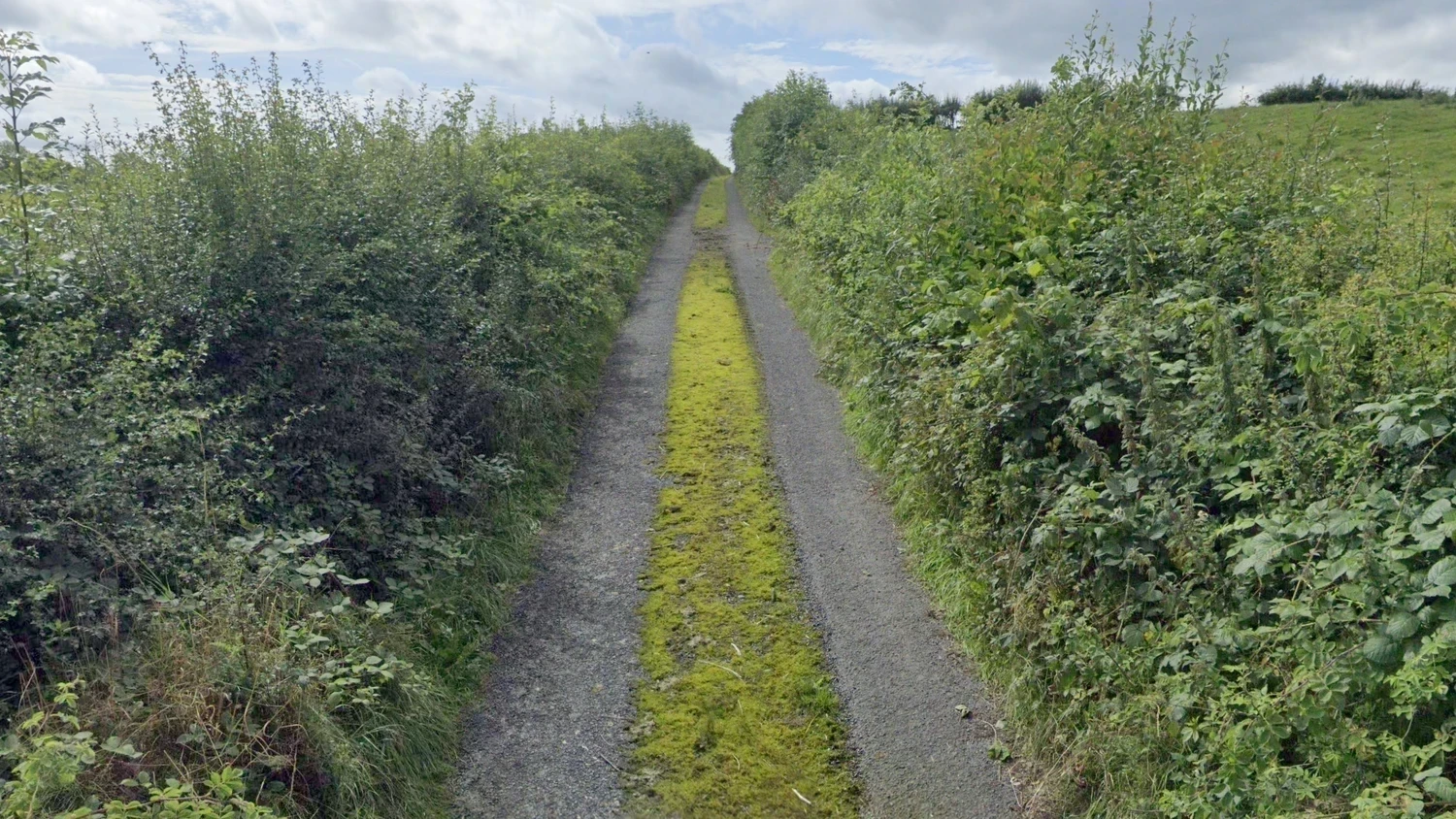 ireland-common-plant-1-placeholder