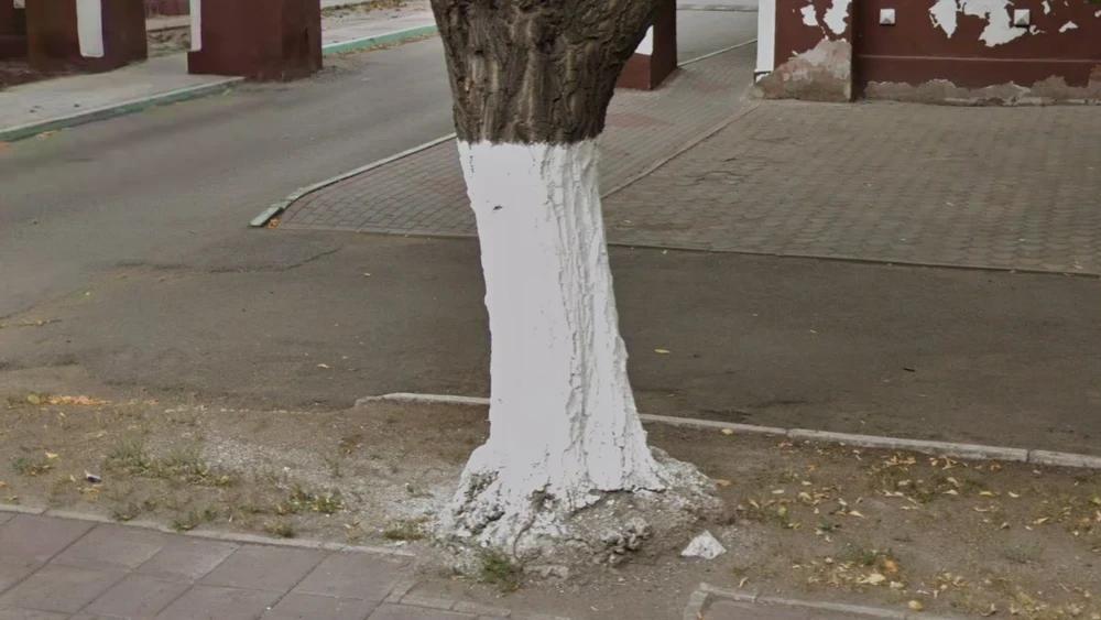 kazakhstan-common-plant-1-placeholder