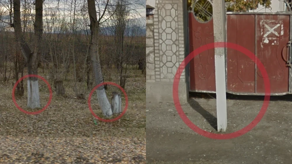 kyrgyzstan-common-plant-1-placeholder