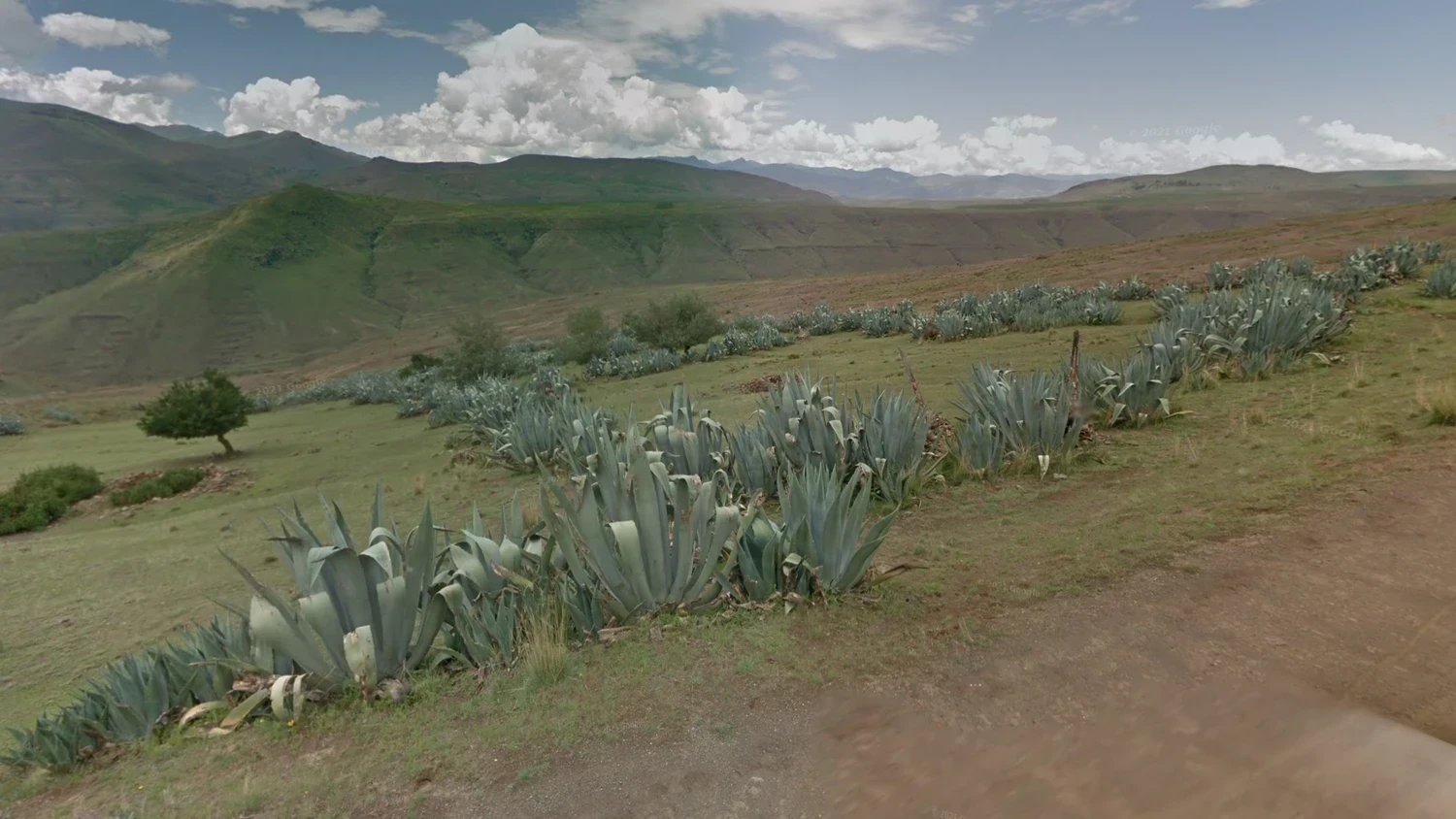 lesotho-common-plant-1-placeholder