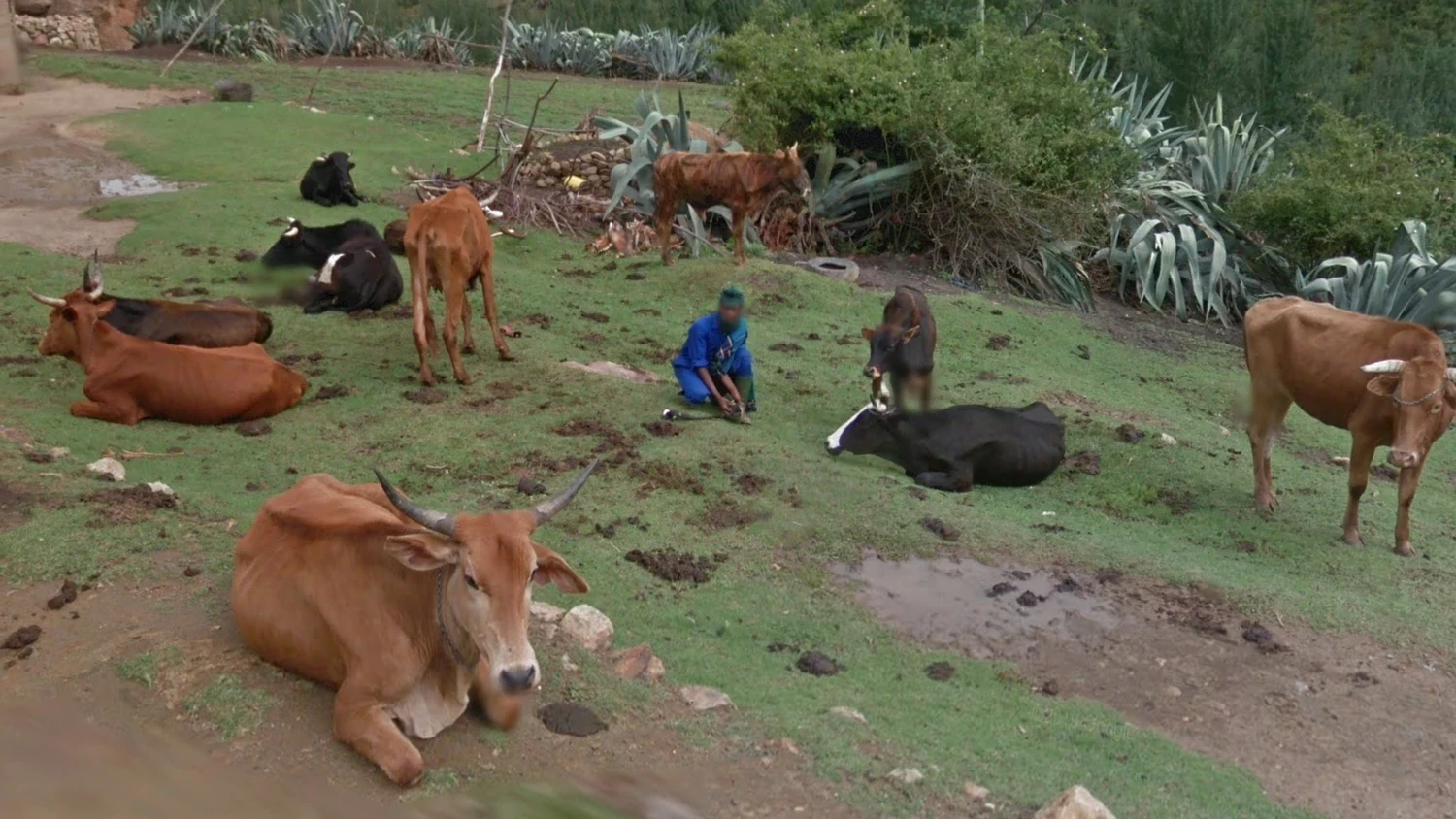 lesotho-common-1-placeholder