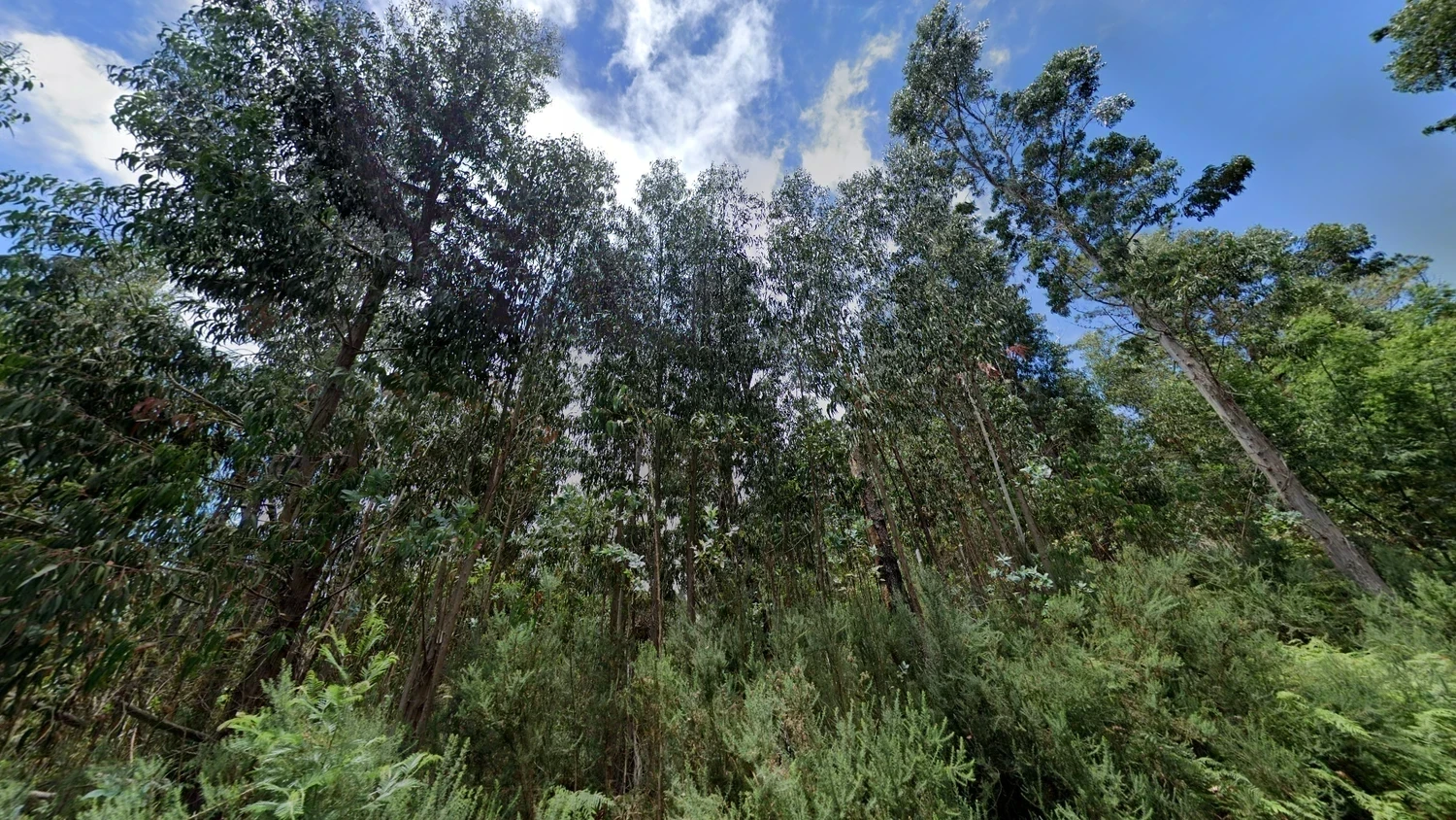 madeira-common-plant-1-placeholder