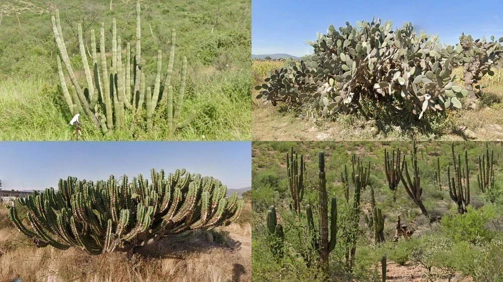 mexico-common-plant-1-placeholder