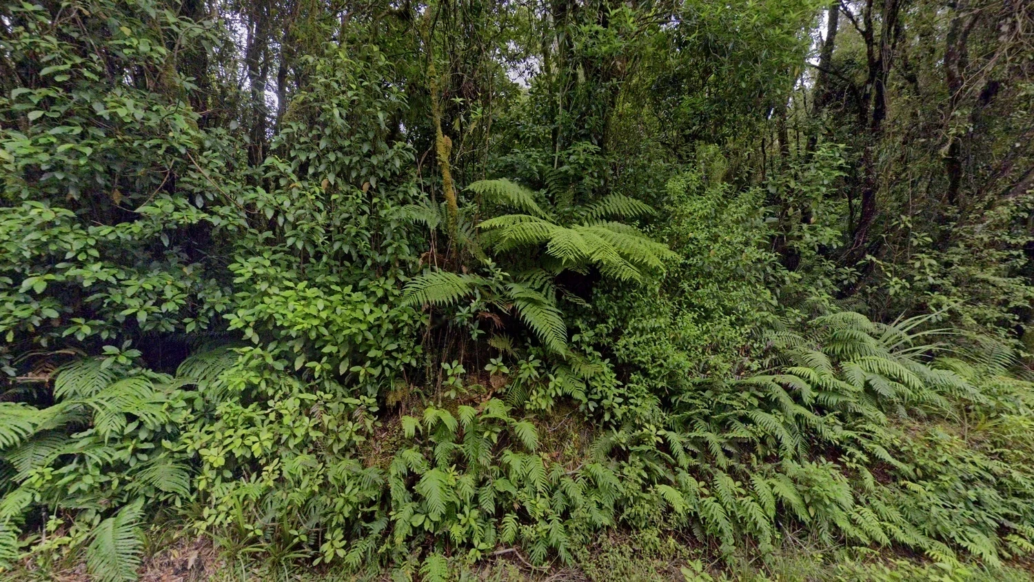 new-zealand-common-plant-1-placeholder