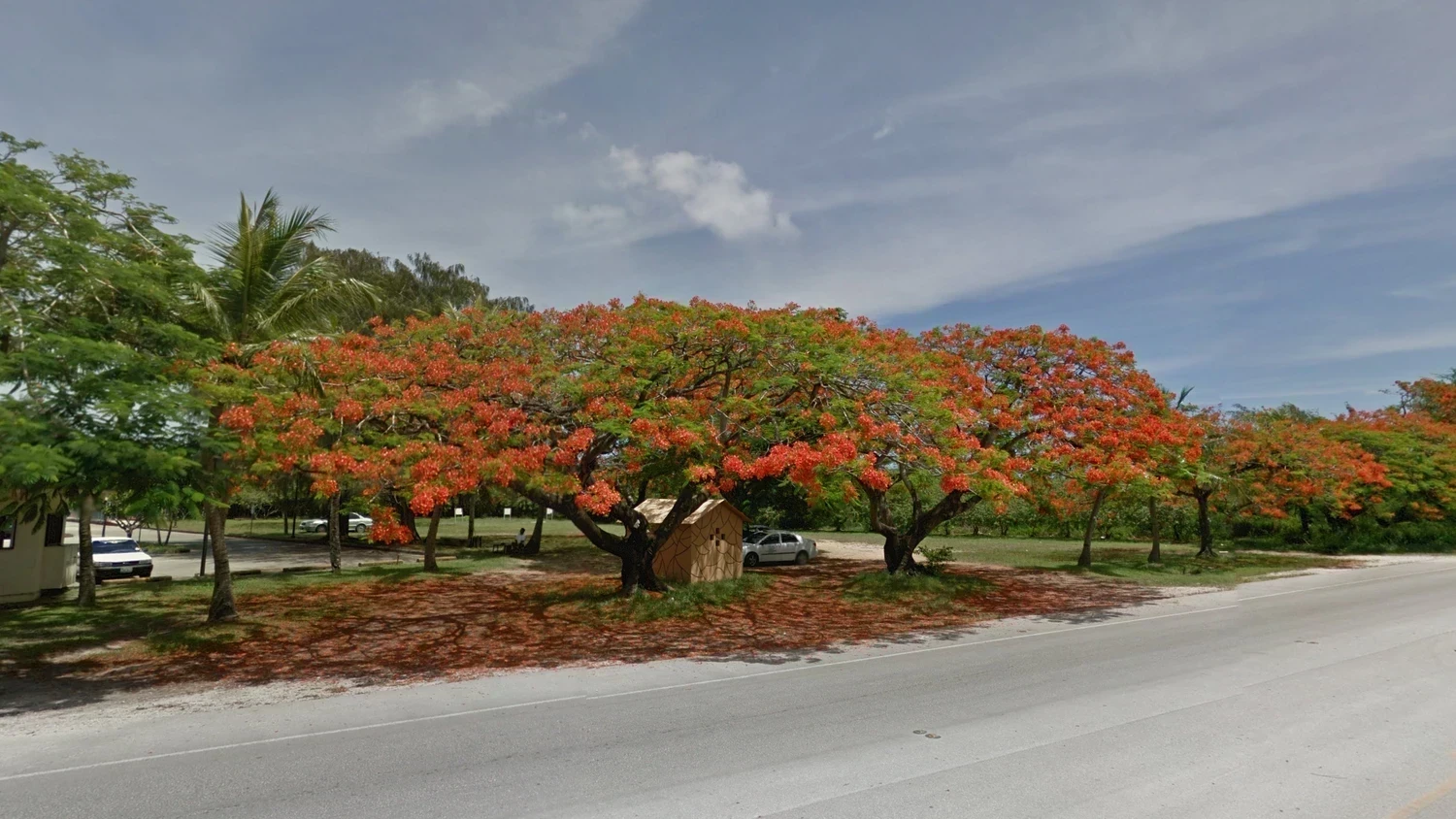 northern-mariana-islands-common-plant-1-placeholder