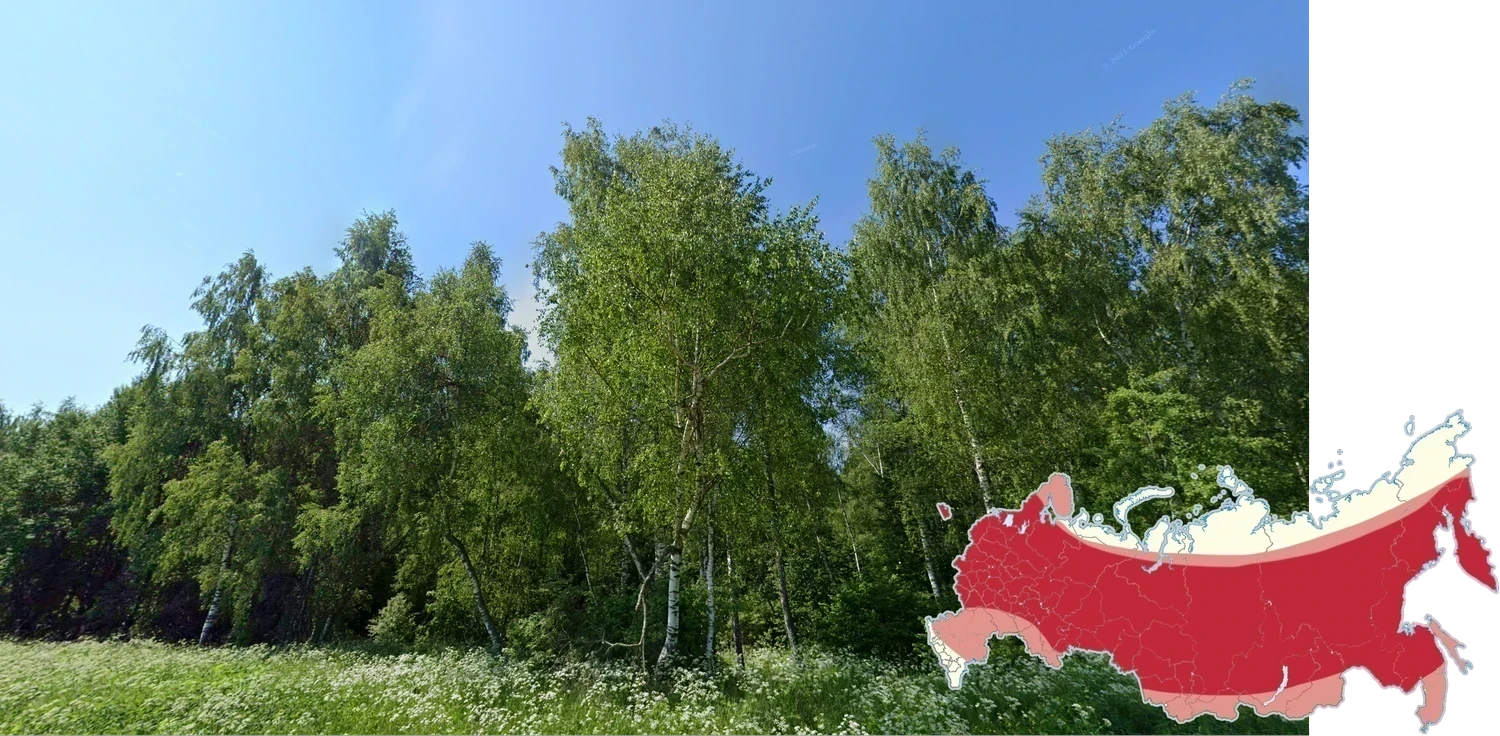 russia-common-plant-1-placeholder
