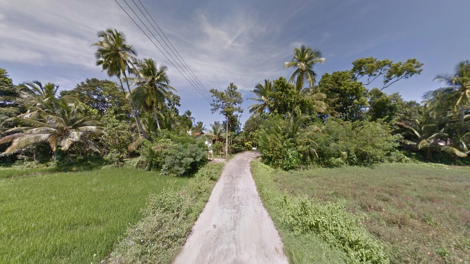 sri-lanka-common-plant-1-placeholder