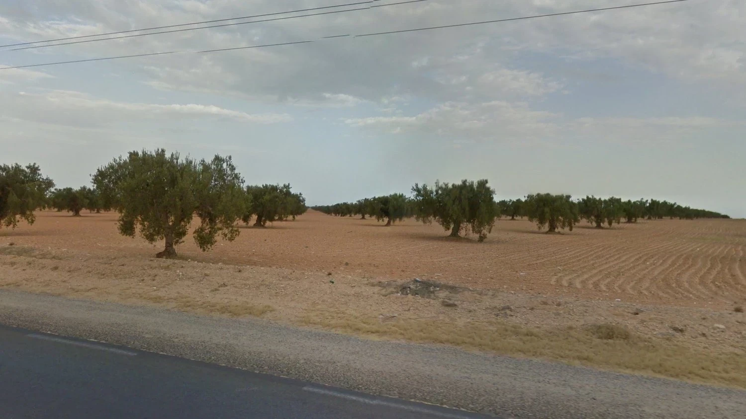 tunisia-common-plant-1-placeholder