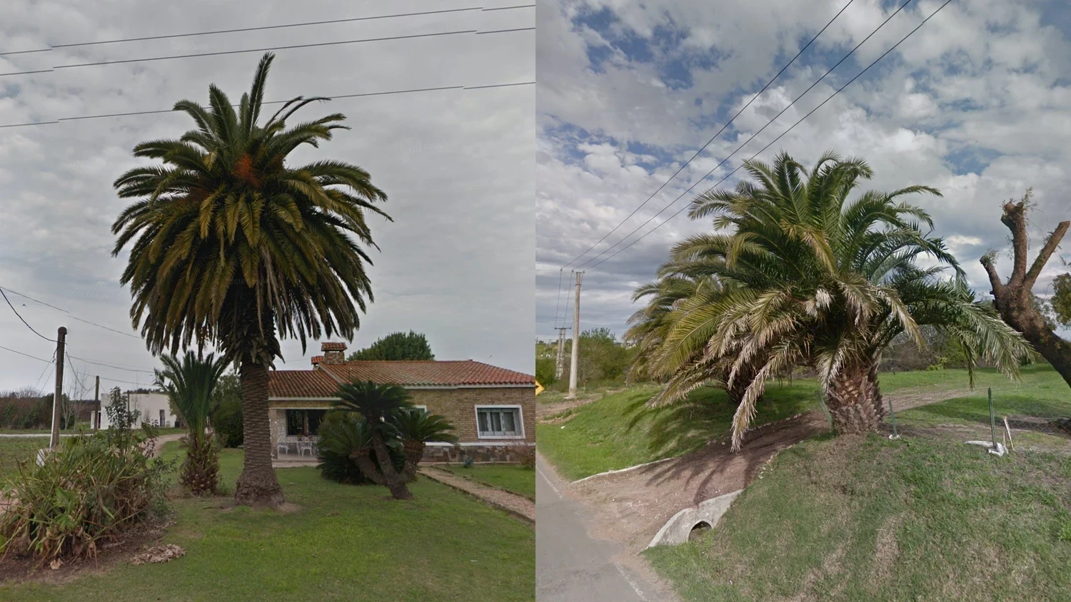 uruguay-common-plant-1-placeholder